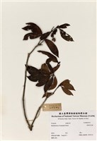 藏品(絲絨吊芙蓉)的圖片